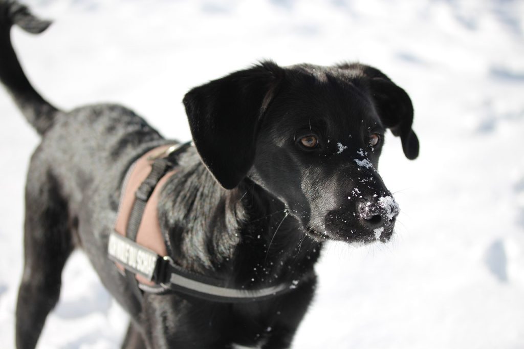 Labrador im Schnee