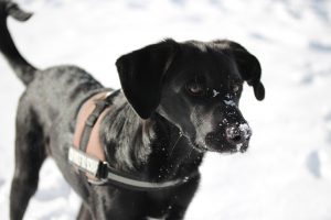 Labrador im Schnee