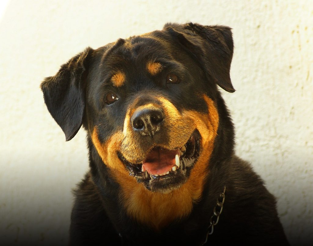 Rottweiler
