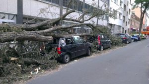 Gefallener Baum auf Auto
