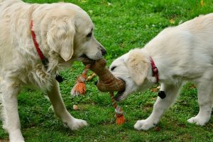 Hunde beim Spielen