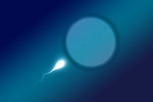 Spermium