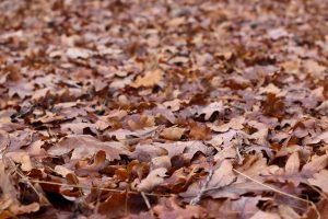 Herbstlaub